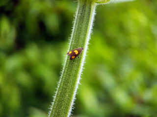 caterpillar butterfly fly wing summer garden