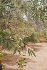 Branch of olive tree with small green olives in rays of Greek sun