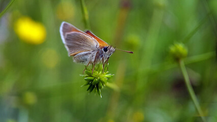 caterpillar butterfly fly wing summer garden