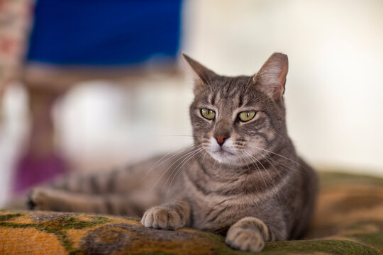 striped gray one eyed cat in shelter close up photo. High quality photo