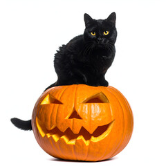 Black cat with yellow eyes sitting on a carved Halloween pumpkin.