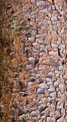 The bark of an old spruce tree on its trunk texture for the background. Selective focus