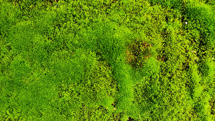 Spring Green moss close-up от gravel for design background. Selective focus