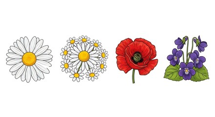 A drawing of four different types of flowers including daisies poppies and violets on a white background