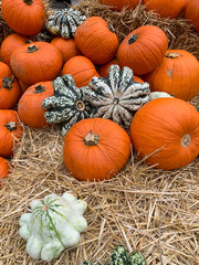 halloween background. pumpkin, corn and autumn leaves on wooden background