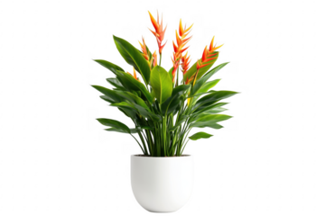 Orange heliconia plant in white pot isolated on a transparent background