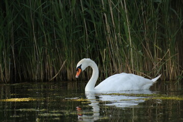Schwan auf dem See