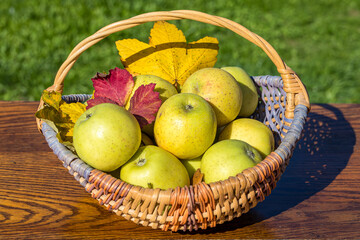 Ripe green apples in a rustic wicker basket decorated with colorful autumn foliage on a wooden surface outdoors, perfect for harvesting and healthy living.