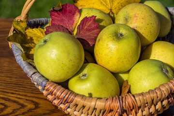 Ripe green apples in a rustic wicker basket decorated with colorful autumn foliage on a wooden surface outdoors, perfect for harvesting and healthy living.