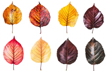 Autumn leaves vibrant colors isolated on a transparent background