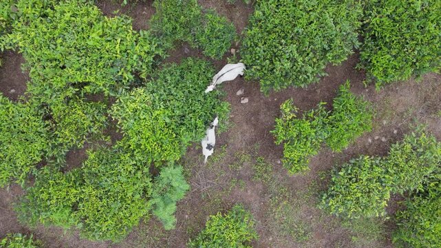 Top-Down Drone View of Two White Goats Grazing in an Old Tea Estate