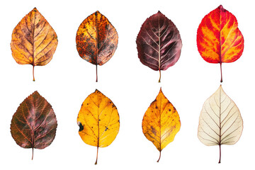 Obraz premium Autumn leaves collection vibrant colors isolated on a transparent background
