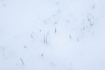 Snow-covered ground revealing patches of grass during winter