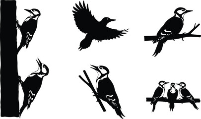 Woodpecker bird silhouette set in flight, perched, clinging to tree, branch interaction, nature vector illustration for wildlife and forest themes