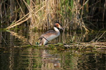 Haubentaucher auf dem See