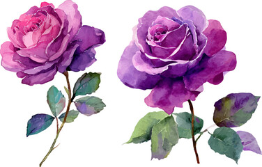 set of pink roses