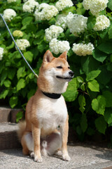 柴犬と紫陽花 in お台場