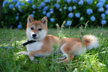 柴犬と紫陽花 in お台場
