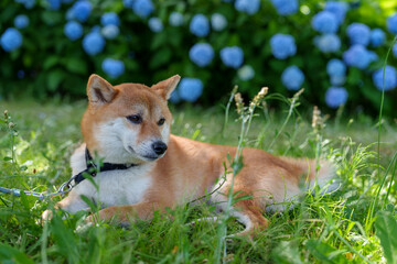 柴犬と紫陽花 in お台場