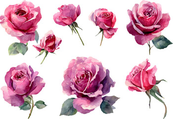 set of roses vector