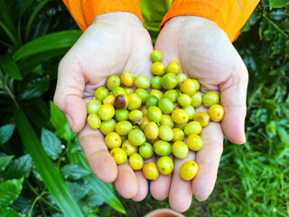 hands holding freshly harvested coffee cherries in yellow and green stages, symbolizing organic farming, agriculture, sustainability, and coffee production