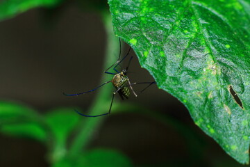 close up of a Mosquito