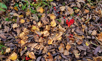 Autumn leaves and rowan berries on the ground in the forest