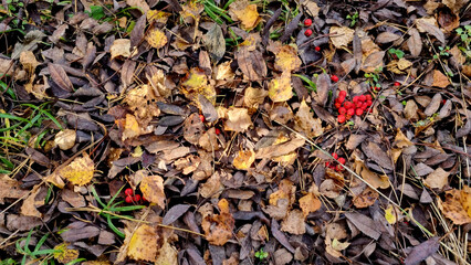 Autumn leaves and rowan berries on the ground in the forest