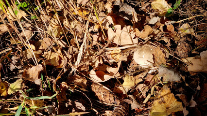 Autumn leaves on the ground in the forest
