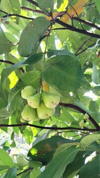Cluster of Unripe Green Water Apples (Java Apples) Hanging on a Tropical Tree