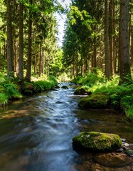 Obraz premium Sunny forest stream