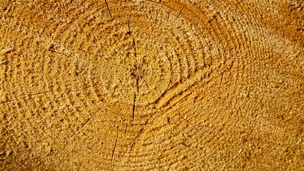 Wooden texture of cut tree trunk. Abstract background for design.
