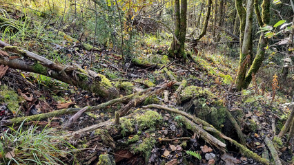 Naklejka premium Sunlight in the coniferous forest. Beautiful autumn landscape.