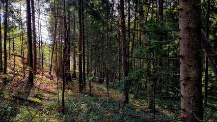 Obraz premium Sunlight in the coniferous forest. Beautiful autumn landscape.