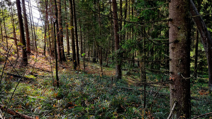 Obraz premium Sunlight in the coniferous forest. Beautiful autumn landscape.