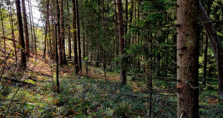 Obraz premium Sunlight in the coniferous forest. Beautiful autumn landscape.