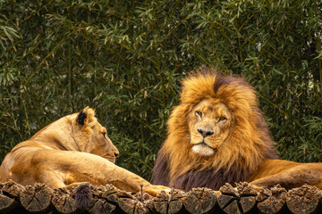 A family of Lions,  in the Sao Paulo Zoo, in Brazil
