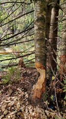 A thick trunk, gnawed by a beaver. Selective focus