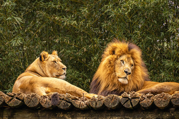 A family of Lions,  in the Sao Paulo Zoo, in Brazil