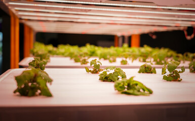 Fresh peppermint vegetable growing in hydroponic farm, Organic plant cultivation greenhouses.