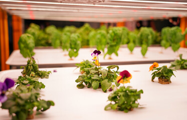 Petunia growing in hydroponic farm, ornamental plant cultivation greenhouses.