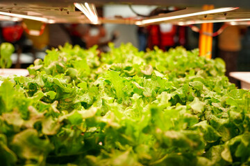 Fresh green vegetable salad growing in farm. Organic plant cultivation greenhouses.
