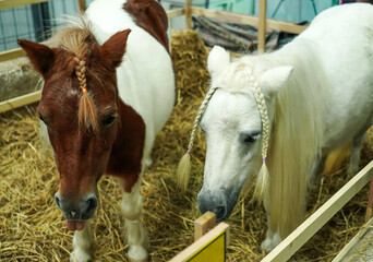 Two Miniature horse with pigtail in fence.