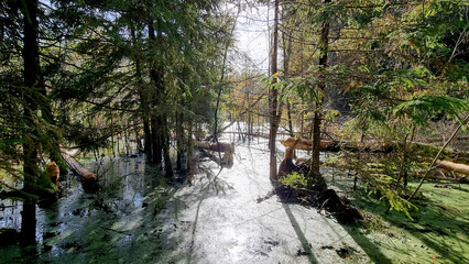 Beaver dam. Muddy pond in the forest. Disruption of the pond's ecological balance.
