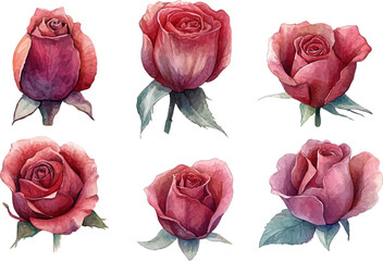 red roses isolated on white