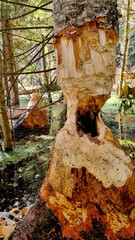 A thick trunk, gnawed by a beaver. Selective focus