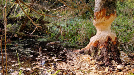 A thick trunk, gnawed by a beaver. Selective focus