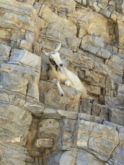 Wyspa Kos - Grecja - kozy odpoczywające na górskich zboczach © Konrad