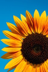 Bright Sunflower Close-Up Against Blue Sky Summer Bloom, Nature Macro Photography, Yellow Petals, Sunshine, Vibrant Floral Detail
