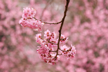 pink cherry blossom in a Brazilian park